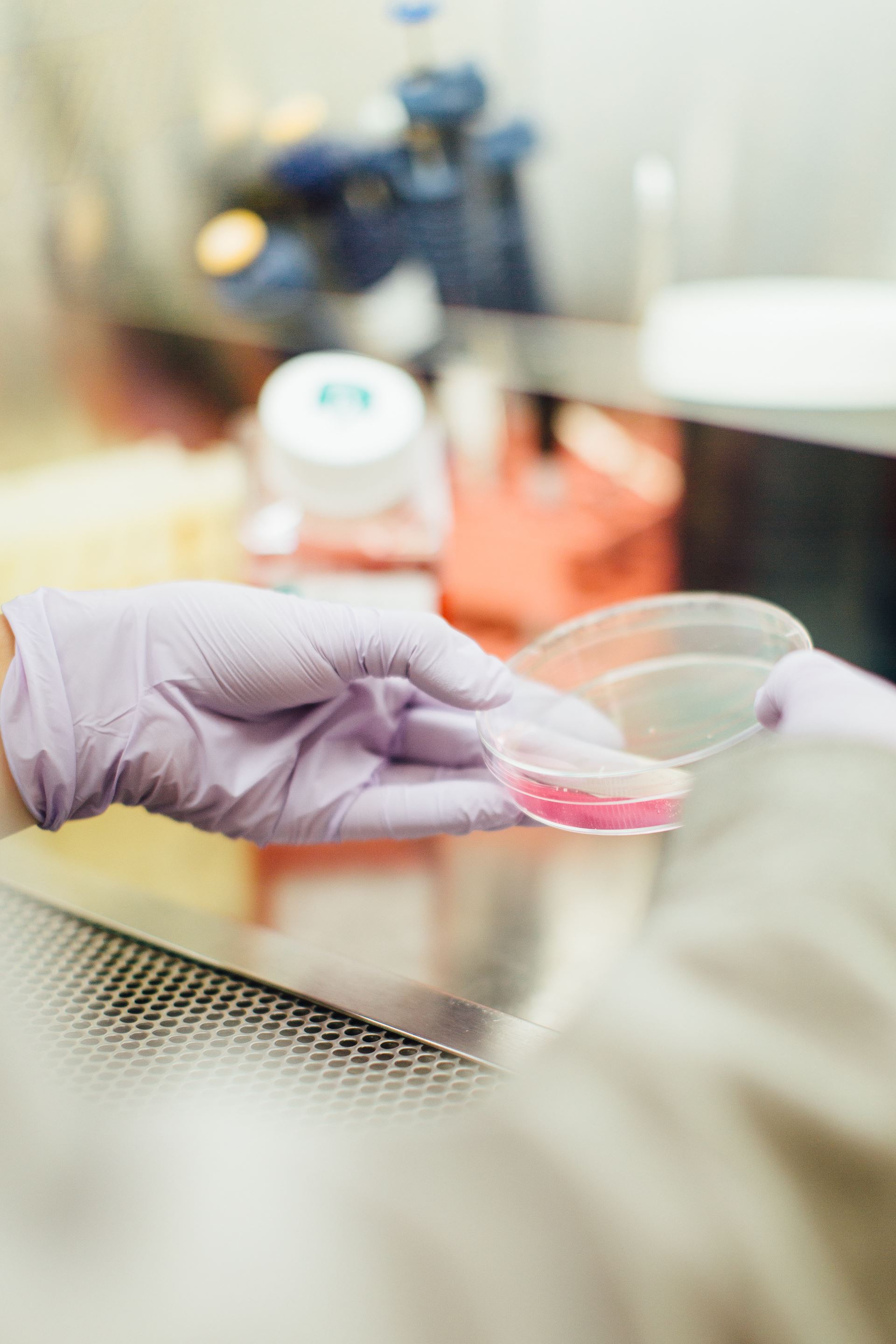 A gloved hand holding a petri dish in a laboratory