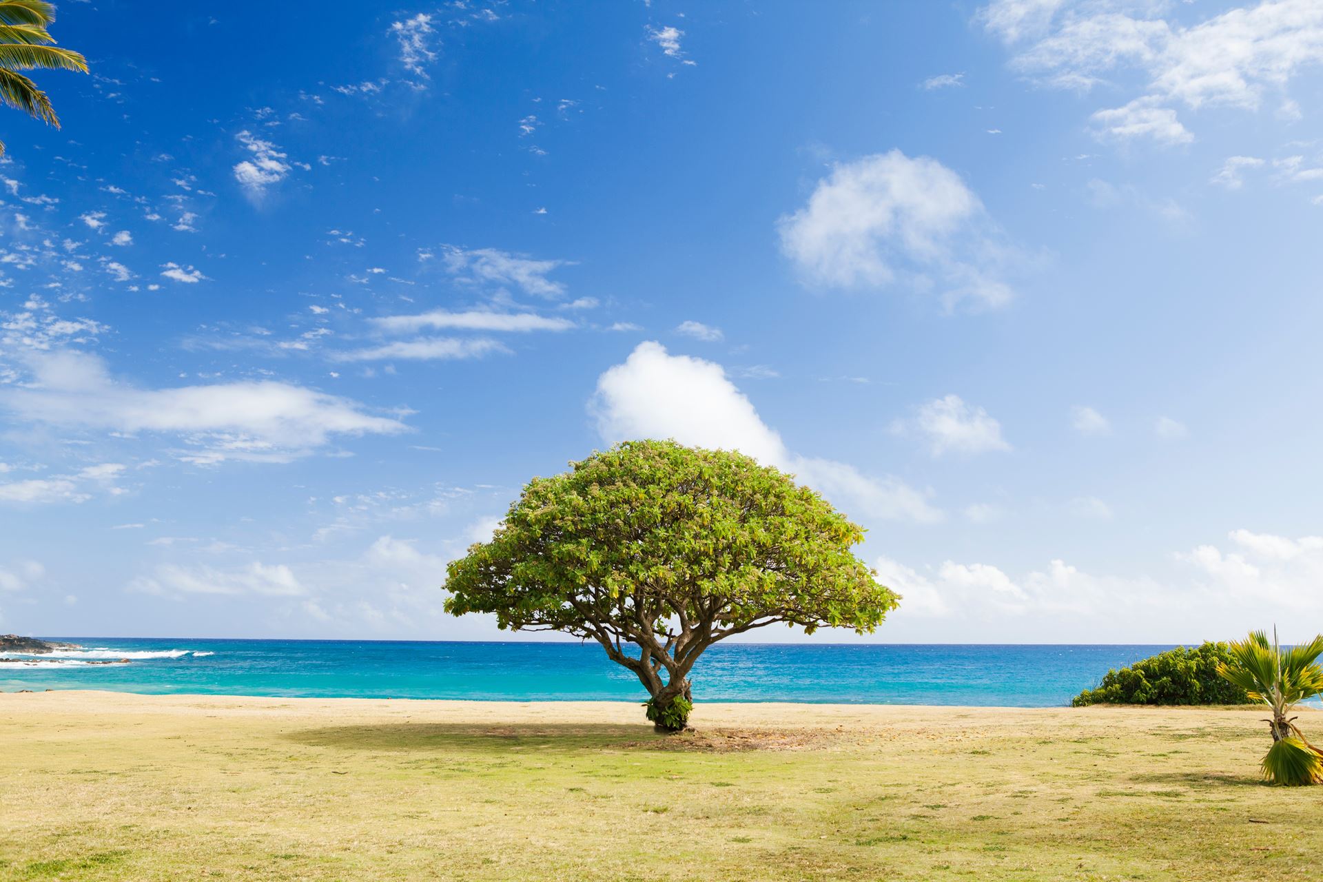 A tree in the middle of a field